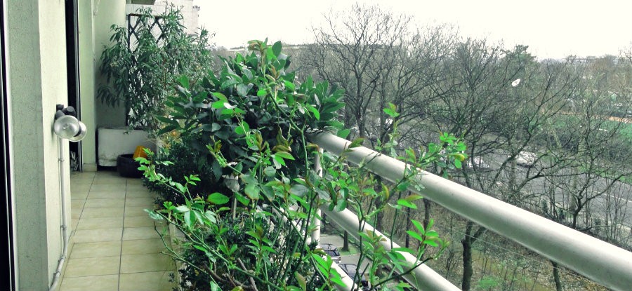 Balcon sur le bois - Jasmin - Hippodrome